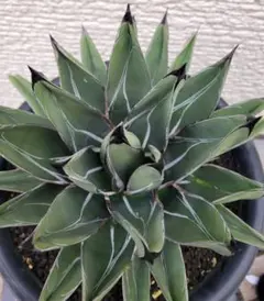 2026年最新】ニッケルシー 笹吹雪の人気アイテム - メルカリ