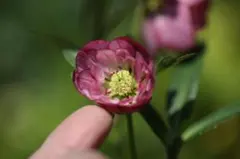 クリスマスローズ 開花実績株 DDピンクグラデーション - メルカリ