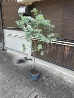 三角葉アカシア　ミモザ　苗木　ボリューム‼️約96㎝　5号　メルカリ便※鉢ごと発送 三角葉アカシア ミモザ 苗木 ボリューム‼️約96㎝ 5号 メルカリ便※鉢