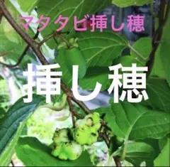 とmome.03.03toshi様 リクエスト 2点 まとめ商品