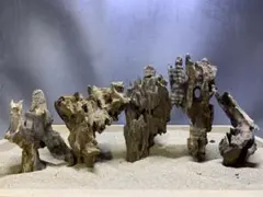 MMW-7407 マシンガンウッド6本セット 流木 アクアリウム - メルカリ