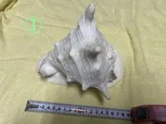 大きめの光沢貝殻 置物 大きめの光沢貝殻 置物 - メルカリ