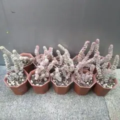 マキマキ様 リクエスト 9点 まとめ商品