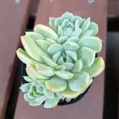 サンチェスメヨラダエ　多肉植物