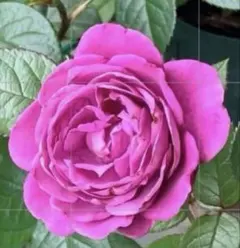 美しい紫〜プラム色の花色が魅力のバラ挿し木発根苗 開花苗1本