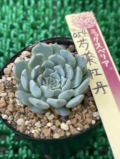 2025年最新】芍薬牡丹 おらいの人気アイテム - メルカリ
