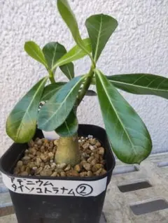 sora様 リクエスト 2点 まとめ商品