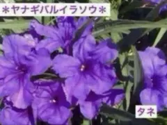 クロちゃん様 リクエスト 3点 まとめ商品