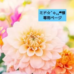 ✮ミド☆˚✧₊⁎❝᷀様専用ページ✮