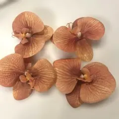 호접란 오렌지