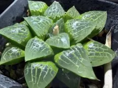 1898 ◎ナイルの一滴 実生 特A（残り少ない） 多肉植物 ハオルチア