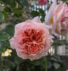 アブラハムダービー挿し穂３本