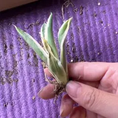 みっちゃん様 リクエスト 3点 まとめ商品