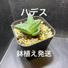 七夕セール　アガベ　チタノタ　ハデス②　安心の発根済 鉢植え発送のサムネイル