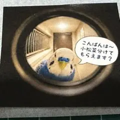 【セキセイインコ】刻印サービス ステンレスプレート セキセイインコ】刻印サービス ステンレスプレート - メルカリ