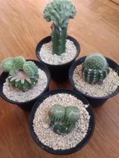 2025年最新】綴化サボテンの人気アイテム - メルカリ