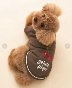 ジェラートピケ 【CAT&DOG】チェリー柄裏毛プルオーバーMサイズ