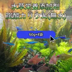 mm_miniplants様 リクエスト 3点 まとめ商品