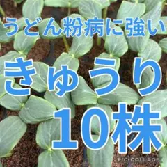 ぷにぷに様 リクエスト 2点 まとめ商品