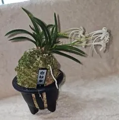 Ⓜ️sky様 リクエスト 2点 まとめ商品