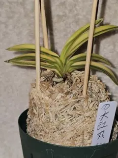 ♪残暑御見舞商品♪】富貴蘭 火天の城 - メルカリ