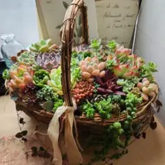 多肉植物寄せ植え　そのまま飾れる　バスケット★*