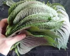 荏胡麻の葉　150枚250g以上　エゴマの葉　キムチ醤油つけ　紫蘇 깻잎　들깨のサムネイル