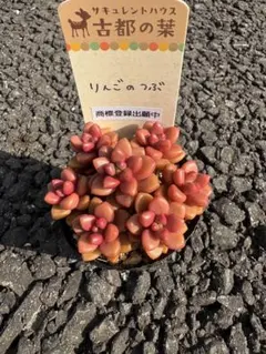 2026年最新】りんごのつぶ多肉植物の人気アイテム - メルカリ