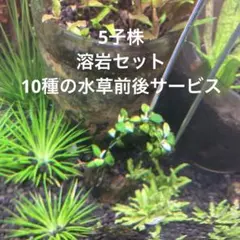 2026年最新】アヌビアスナナ 斑入りの人気アイテム - メルカリ