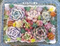 【メルカリ便】エケベリア寄せ植え 多肉弁当 多肉詰め合わせ