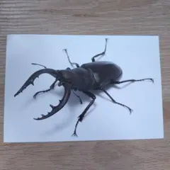 Item thumbnail for item 20d09d11-de61-40dc-97e4-2d992af31075