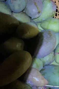 摘果マンゴー　19kg ② 摘果マンゴー グリーンマンゴー 10kg(50g〜140g) 食品