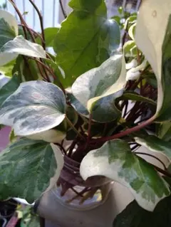 2025年最新】オカメヅタの人気アイテム - メルカリ