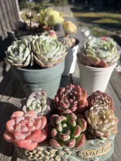 多肉☆エケベリア・６苗セット