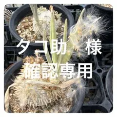 2026年最新】恵比寿大黒 種子の人気アイテム - メルカリ