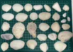 貝殻　サイズ様々