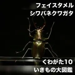 フェイスタメルシワバネクワガタ メタリックグリーン いきもの大図鑑