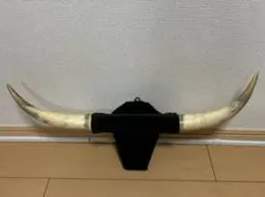 牛の角と爪の剥製 - メルカリ