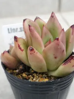 2026年最新】多肉植物 リエール苗 札付きの人気アイテム - メルカリ