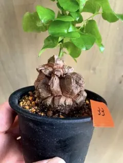 ronson様 リクエスト 2点 まとめ商品