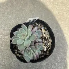 【抜き苗】ミックスベリア　紫紺の矢（ポット内全て）