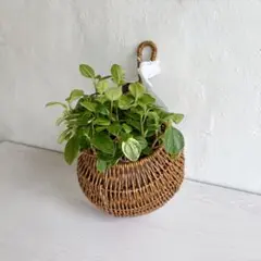 【鉢カバー】バスケット & ペペロミア セット