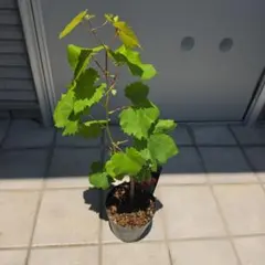 ハンカチの木ダビデア 実生苗 樹高50cm～60cm - メルカリ