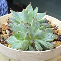 2025年最新】おらいさん苗 赤鬼の人気アイテム - メルカリ