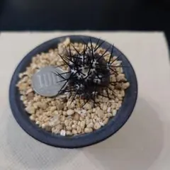 2026年最新】コピアポア 黒王丸現地球の人気アイテム - メルカリ