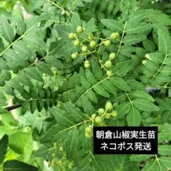 wahawah1192様 リクエスト 2点 まとめ商品