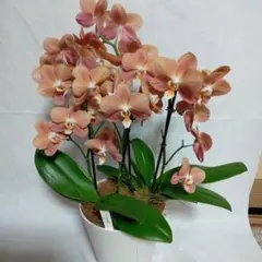 ☆シンビジューム☆CYM ファラオ☆陶器7号鉢☆5F☆ - メルカリ