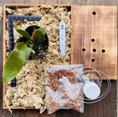 plants.b様専用 板付けビカクシダ専用 ドリップ式給水器 改良版3個