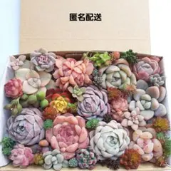 多肉植物 カット苗 詰め合わせ 【5】