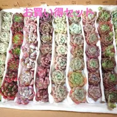 d❗お買い得９種セット❗多肉植物カット苗☆詰め合わせセット☆